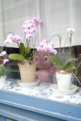 まぁ、綺麗な花。