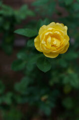 黄薔薇