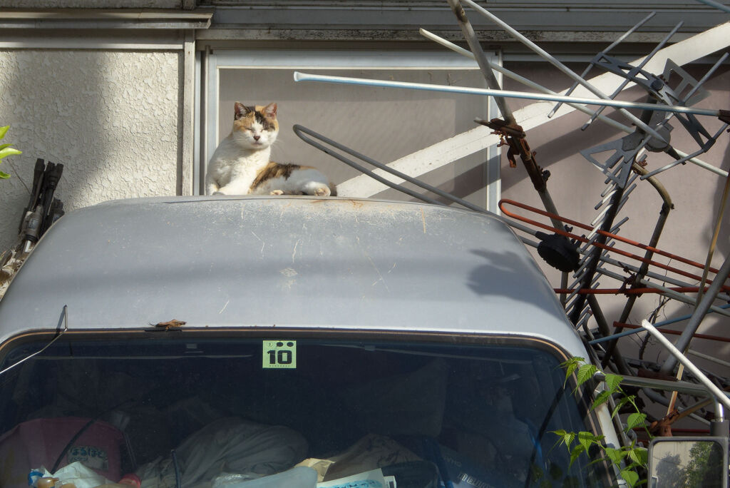 車の屋根に