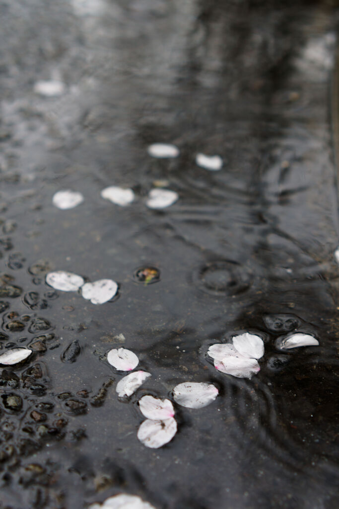 雨に散る