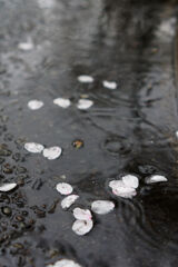 雨に散る