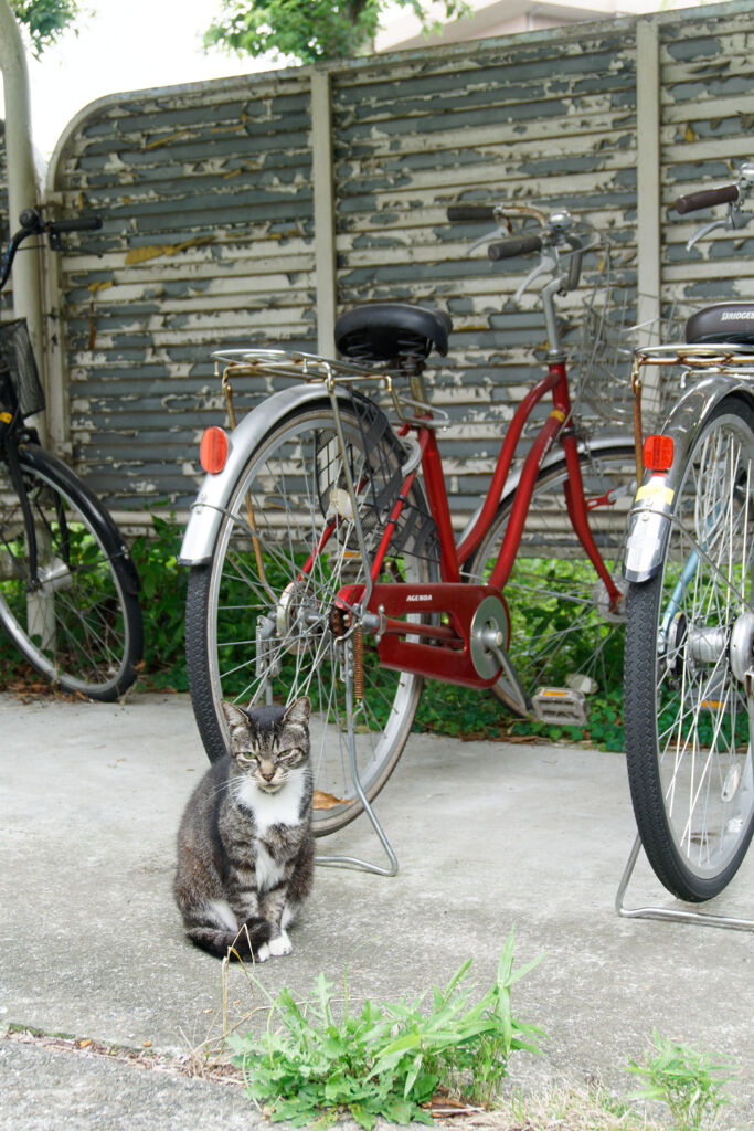 番猫