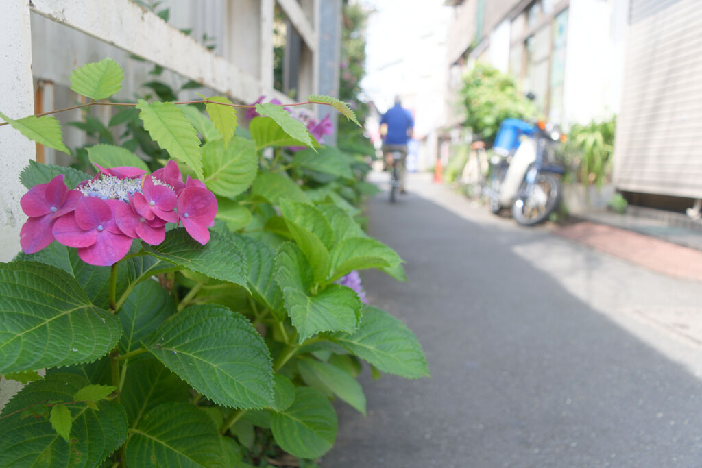 あじさい小路