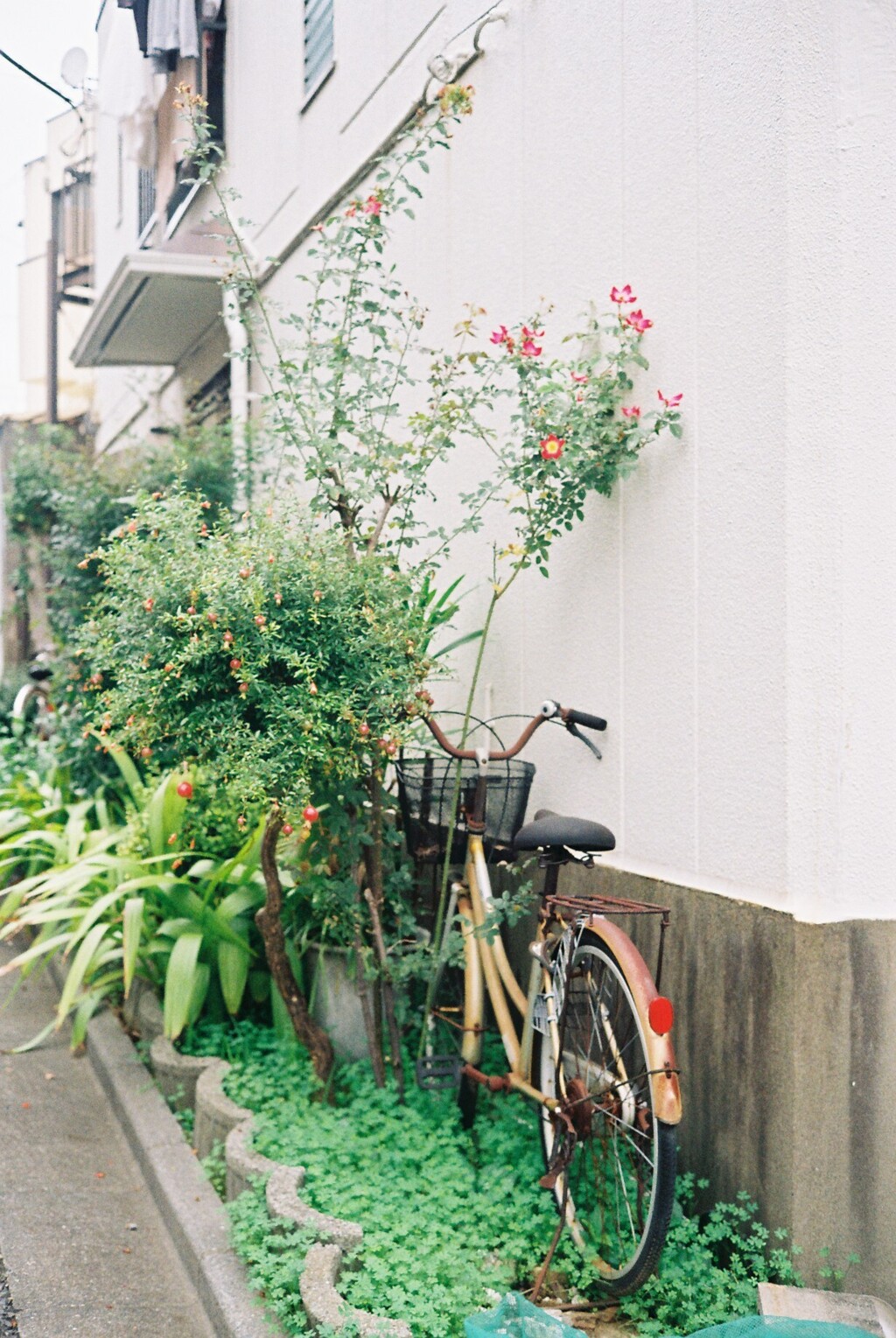 はしっこ