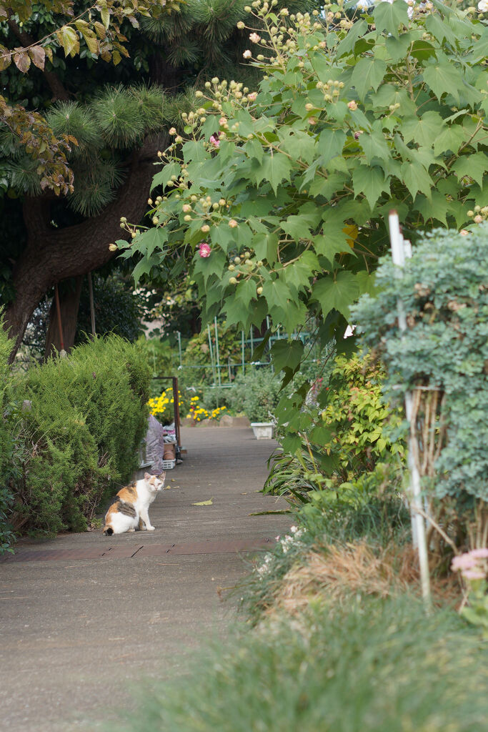 花壇の猫