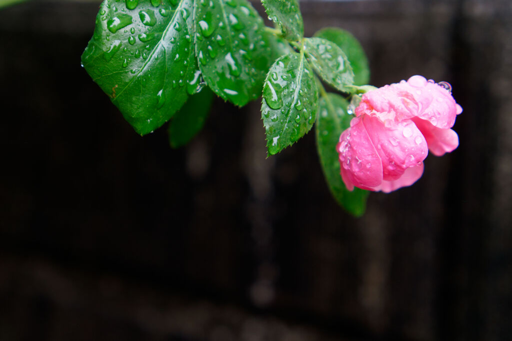雨に