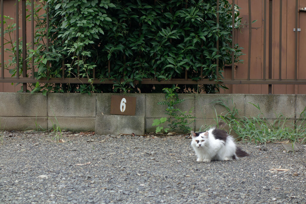 ６番猫