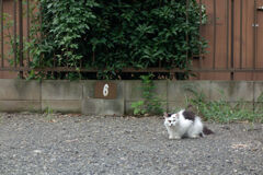 ６番猫