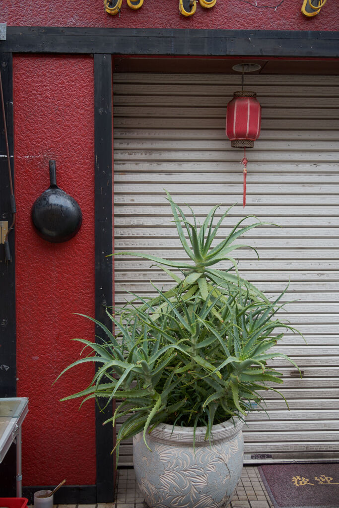 鍋とアロエと