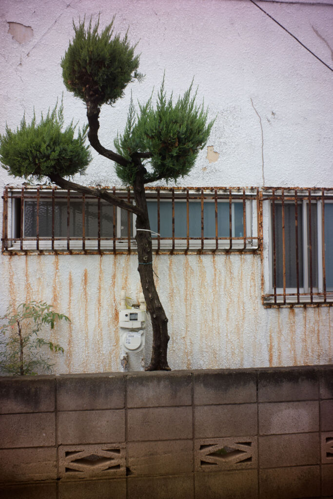 壁の前の木
