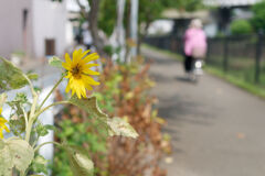 遊歩道に
