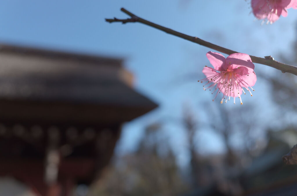 深大寺にて