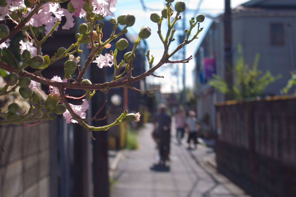 百日紅の路地