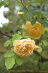 黄薔薇