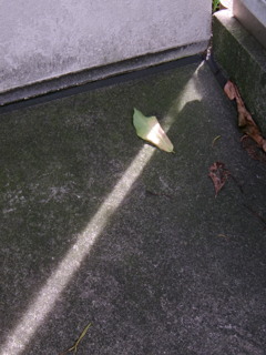 光