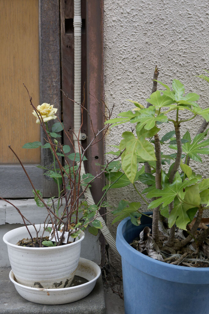 片隅の薔薇