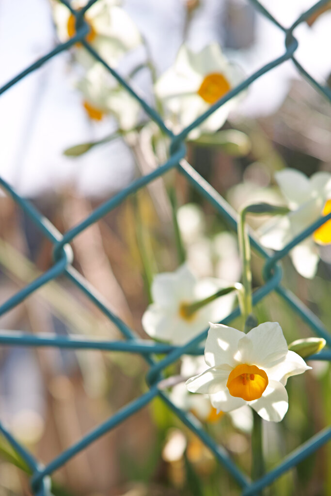 フェンス際の水仙