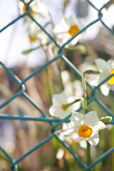 フェンス際の水仙