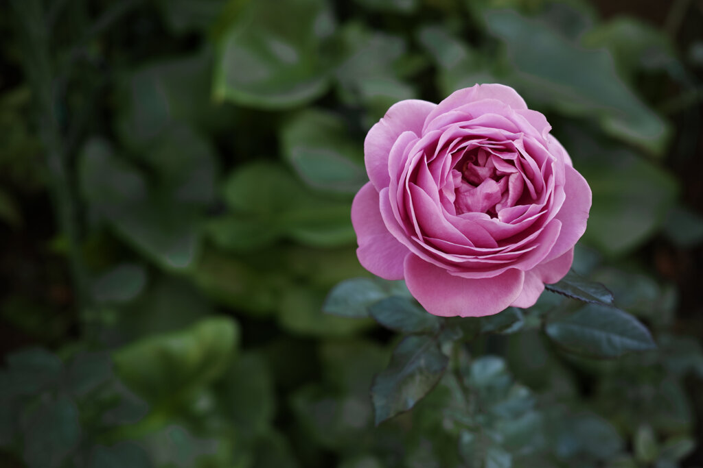薔薇