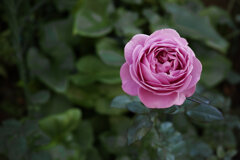薔薇