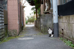 路地の猫