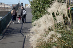 秋の散歩道