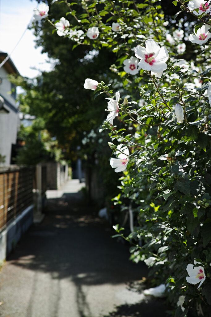 路地に咲く