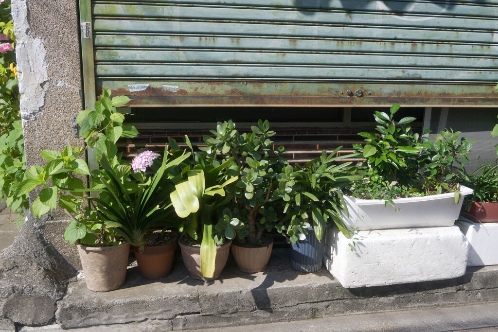 鉢植え達