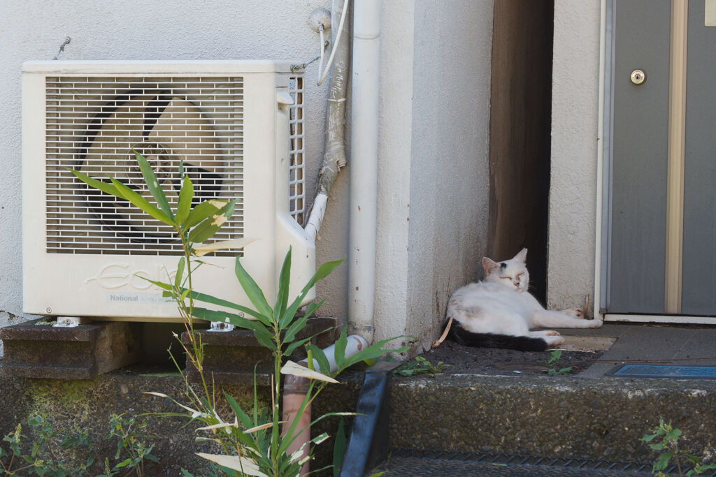 玄関前の猫