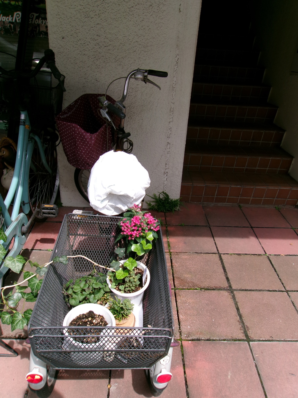 鉢植え