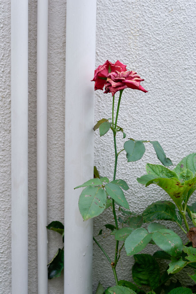 枯れ薔薇