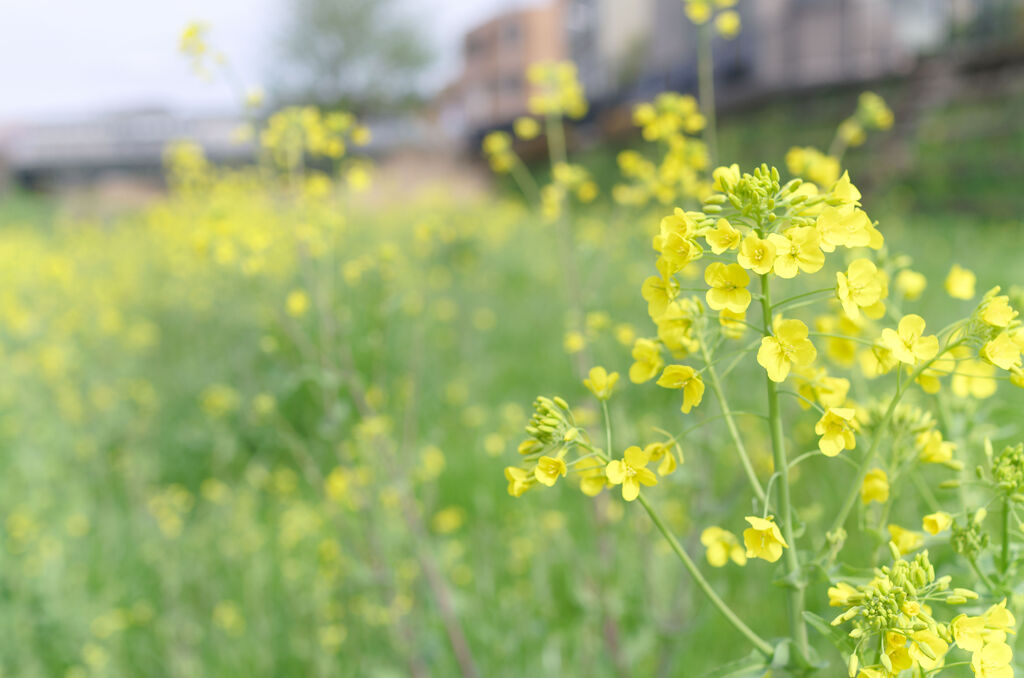 川原の菜の花