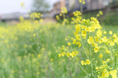 川原の菜の花