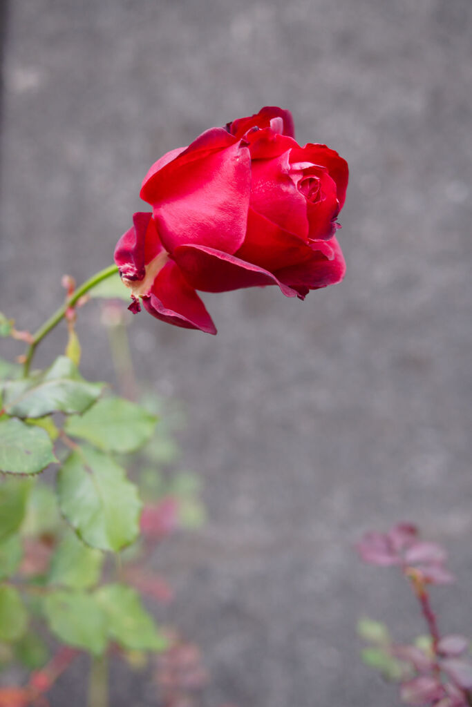 枯れゆく薔薇