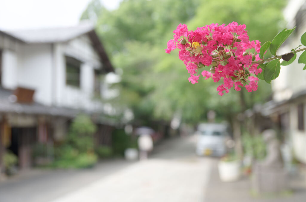 百日紅咲く参道