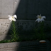 影日向