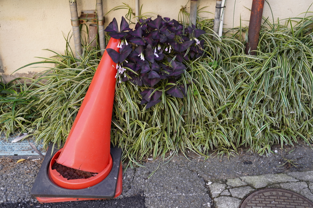 コーンを喰らう