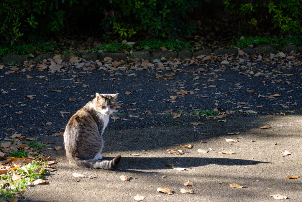 猫と影
