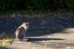 猫と影