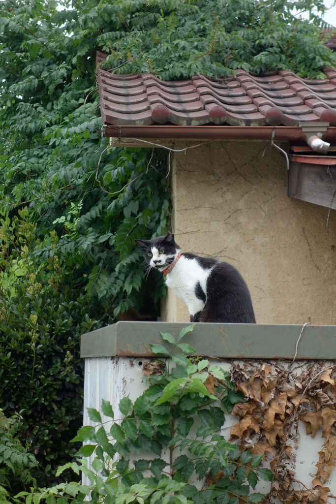 物置上の猫