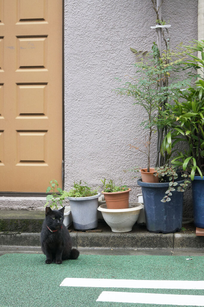ドア前のクロちゃん