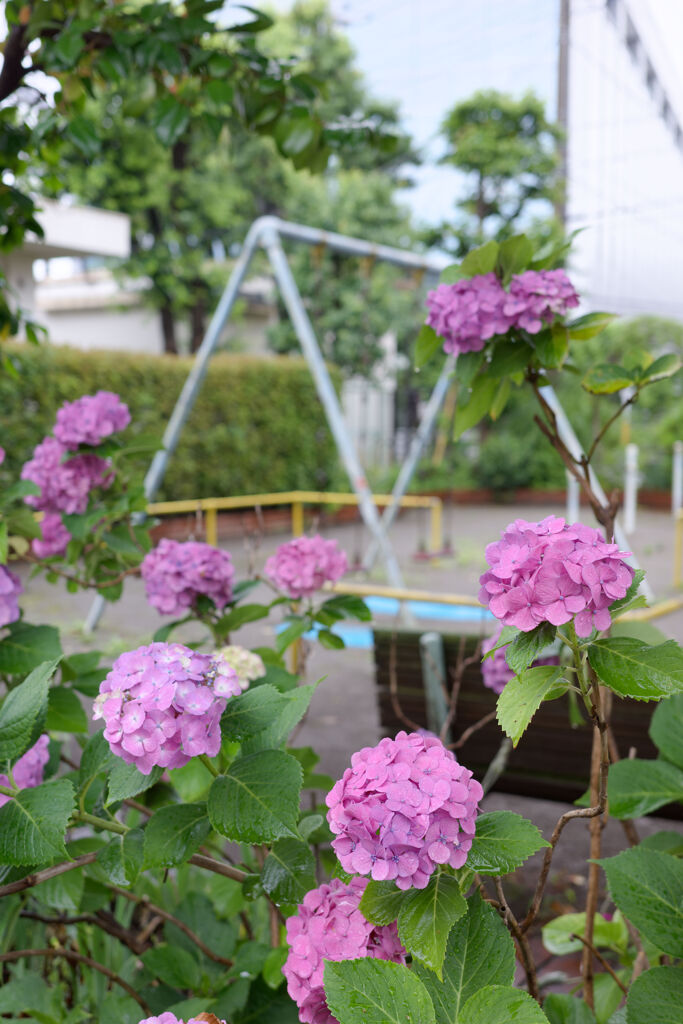 公園の紫陽花