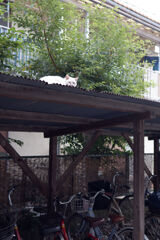 駐輪場の猫