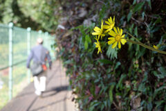 ツワブキの咲く道を