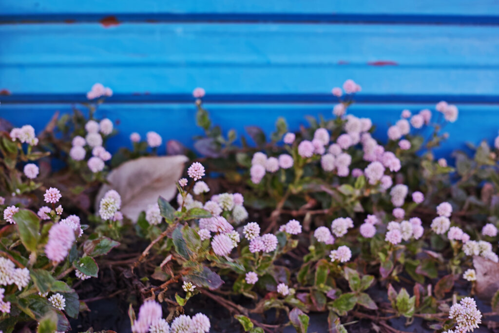 青いシャッターの前で