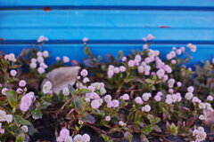 青いシャッターの前で