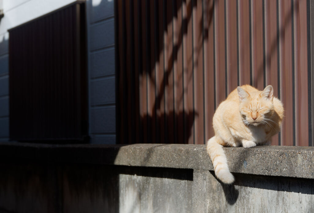 眠り猫