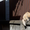 眠り猫