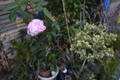薔薇