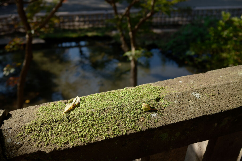 苔と落葉